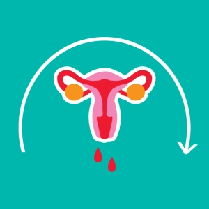 De menstruatiecyclus