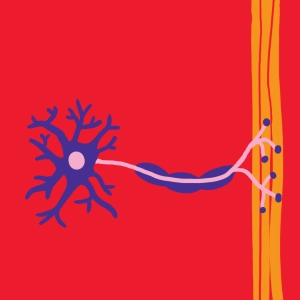 Quiz neurone